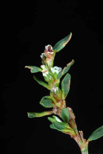 Prostrate Knotweed