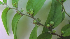 Evolvulus latifolius