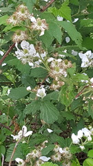 Rubus