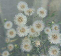 Erigeron bonariensis