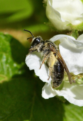 Nude Mining Bee photo 6