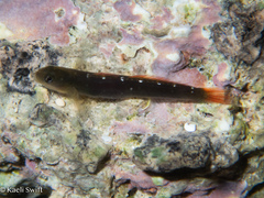 Cardinal Goby photo 1