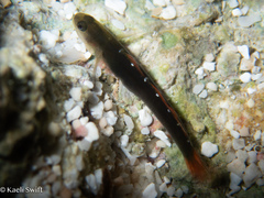 Cardinal Goby photo 2