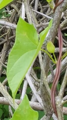 Calystegia sepium