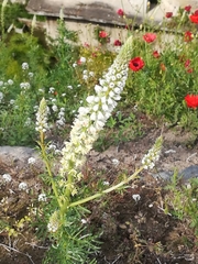 Reseda