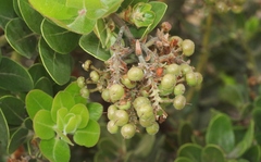 Arctostaphylos confertiflora