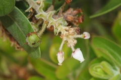 Arctostaphylos confertiflora