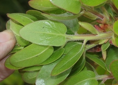 Arctostaphylos confertiflora