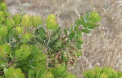 Arctostaphylos confertiflora