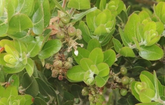 Arctostaphylos confertiflora