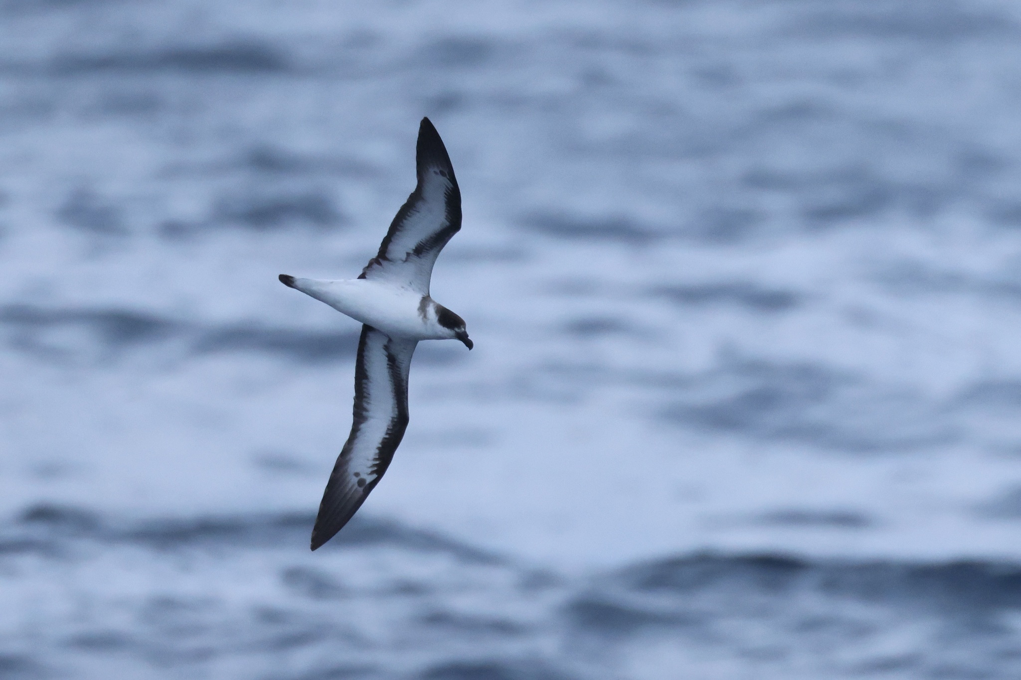 Black-capped Petrel (Pterodroma hasitata)
