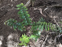 Asplenium polyodon image