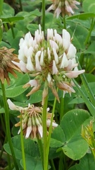 Trifolium repens