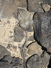Perognathus