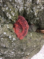 Ganoderma sessile