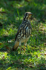 Turdus litsitsirupa