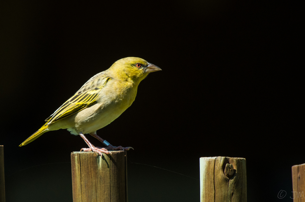Southern Masked Weaver