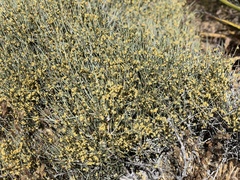 Ephedra californica