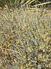 Ephedra californica