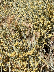 Ephedra californica
