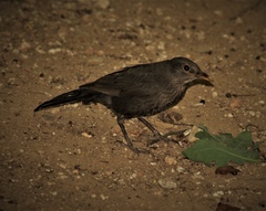 Turdus merula aterrimus