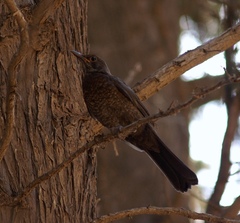 Turdus merula aterrimus