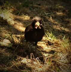 Turdus merula aterrimus