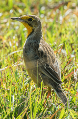 Macronyx capensis colletti