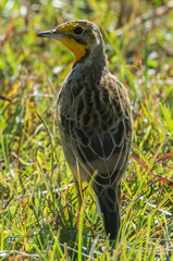 Macronyx capensis colletti
