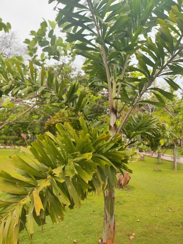 Wodyetia bifurcata