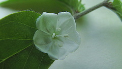 Evolvulus latifolius