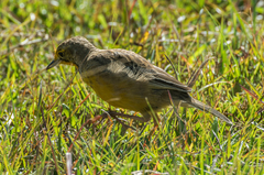 Macronyx capensis colletti