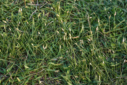 Fimbristylis ovata iNat (1)