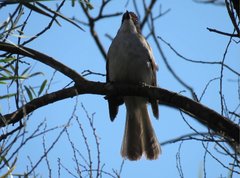 Hemixos castanonotus