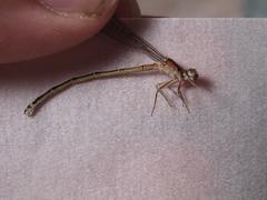 Ischnura damula