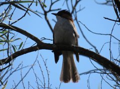 Hemixos castanonotus