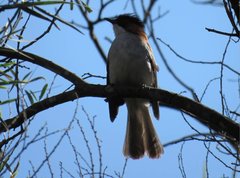 Hemixos castanonotus