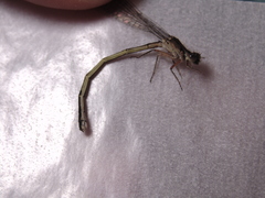 Ischnura damula