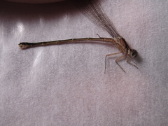 Ischnura damula