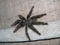 Avicularia rufa