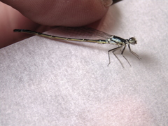 Ischnura damula