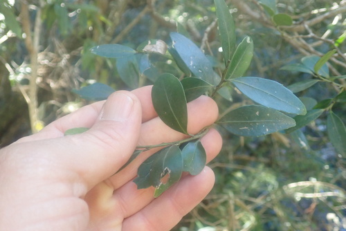 False Silkybark (Robsonodendron eucleiforme)