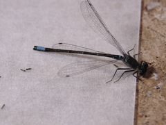 Ischnura damula