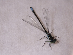 Ischnura damula
