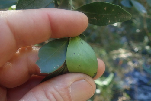 Image of Robsonodendron eucleiforme by no rights reserved