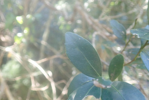 Image of Robsonodendron eucleiforme by no rights reserved