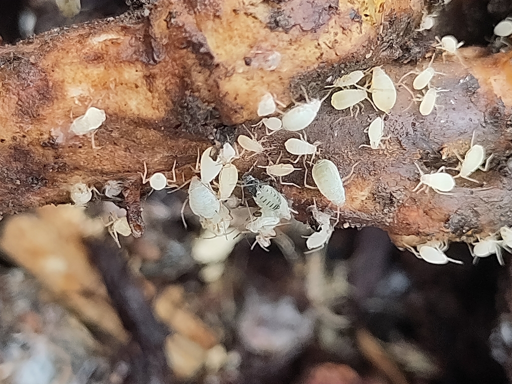 Trama troglodytes