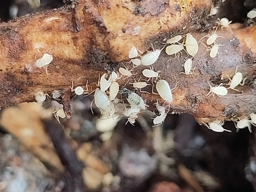 Trama troglodytes