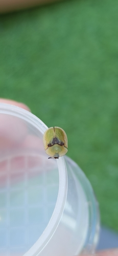 Cassida humeralis