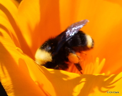 Bombus vosnesenskii